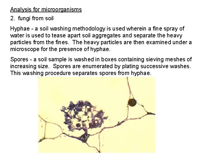 Analysis for microorganisms 2. fungi from soil Hyphae - a soil washing methodology is Analysis for microorganisms 2. fungi from soil Hyphae - a soil washing methodology is