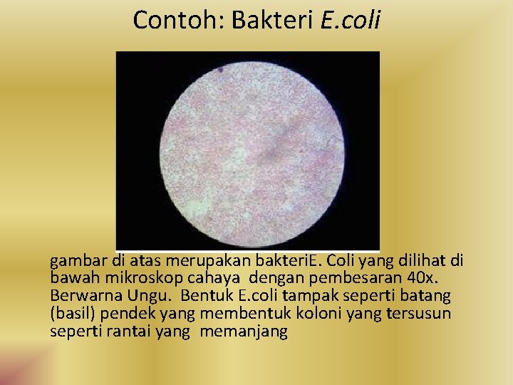 Contoh: Bakteri E. coli gambar di atas merupakan bakteri. E. Coli yang dilihat di