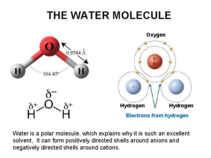 THE WATER MOLECULE Oxygen Hydrogen Electrons from hydrogen Water is a polar molecule, which