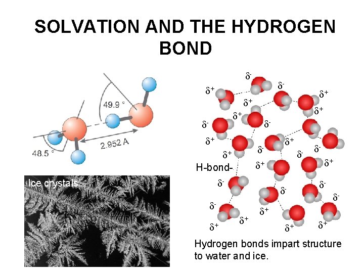 SOLVATION AND THE HYDROGEN BOND - - + + + - + - -