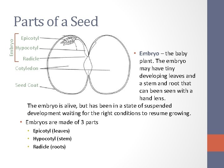Embryo Parts of a Seed Epicotyl Hypocotyl • Embryo – the baby Radicle plant.