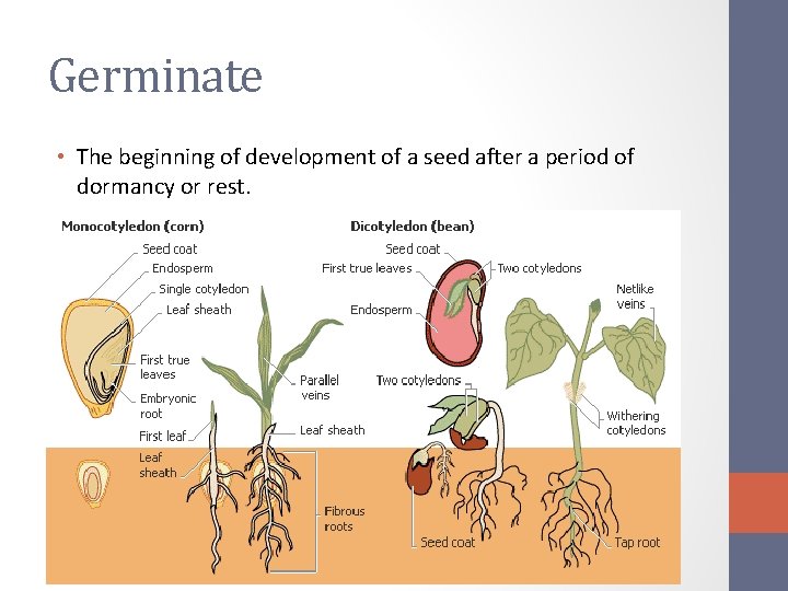 Germinate • The beginning of development of a seed after a period of dormancy