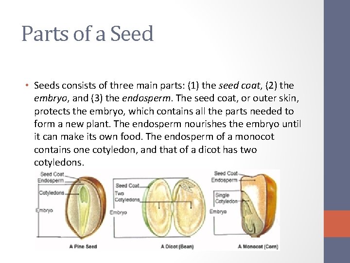 Parts of a Seed • Seeds consists of three main parts: (1) the seed