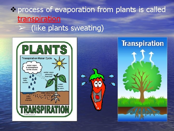 ❖process of evaporation from plants is called transpiration ➢ (like plants sweating) 