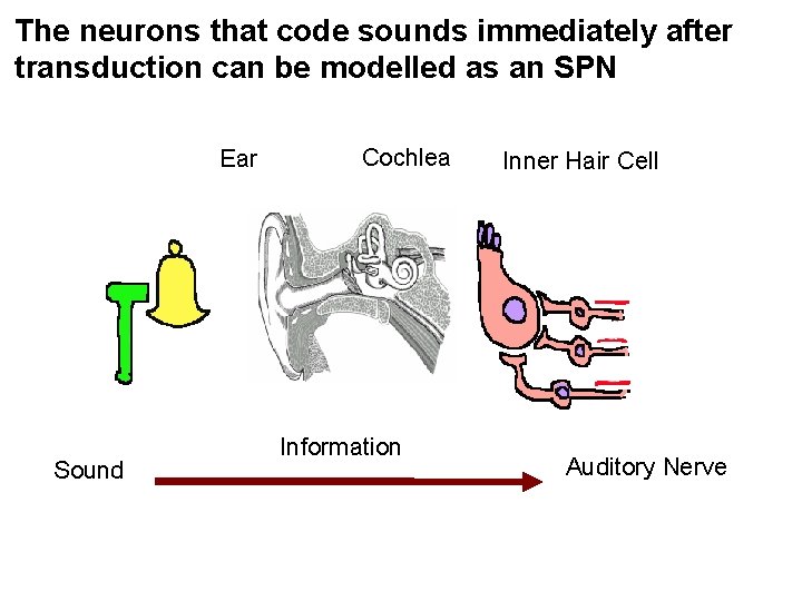 The neurons that code sounds immediately after transduction can be modelled as an SPN The neurons that code sounds immediately after transduction can be modelled as an SPN
