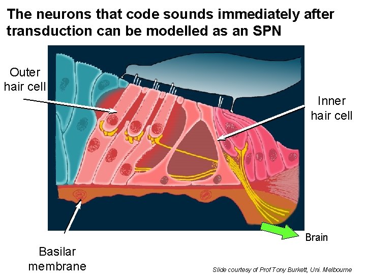 The neurons that code sounds immediately after transduction can be modelled as an SPN The neurons that code sounds immediately after transduction can be modelled as an SPN