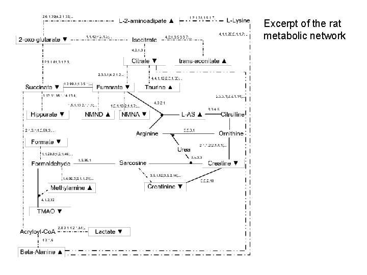 Excerpt of the rat metabolic network 