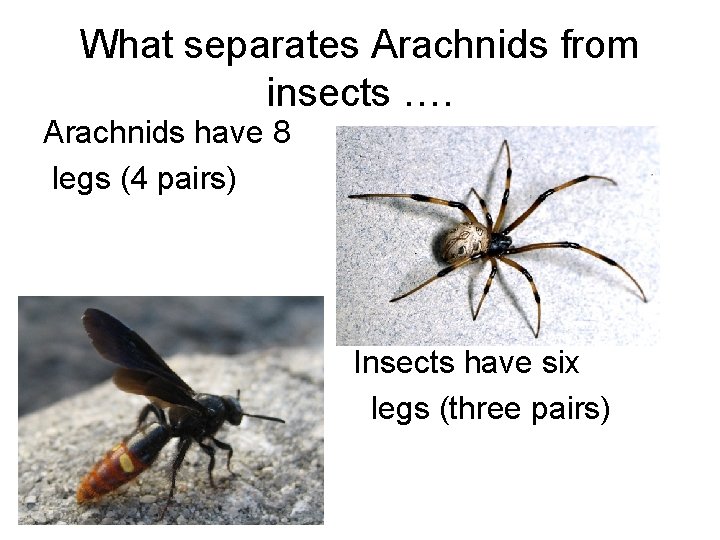 What separates Arachnids from insects …. Arachnids have 8 legs (4 pairs) Insects have