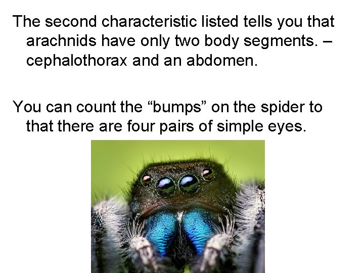 The second characteristic listed tells you that arachnids have only two body segments. –