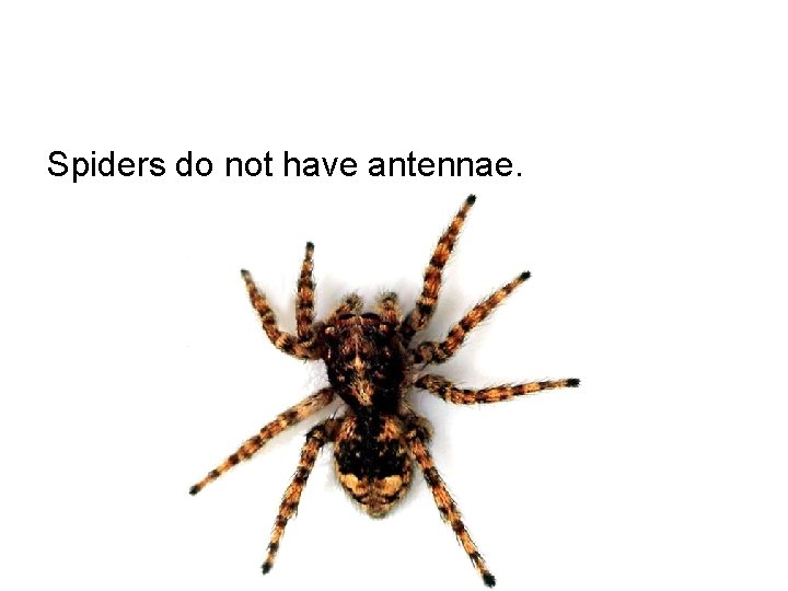 Spiders do not have antennae. 