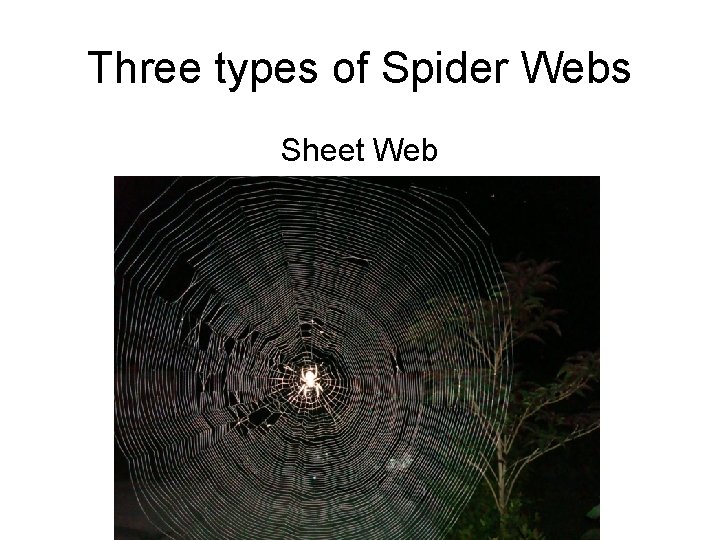 Three types of Spider Webs Sheet Web 