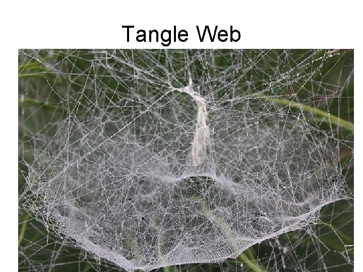 Tangle Web 
