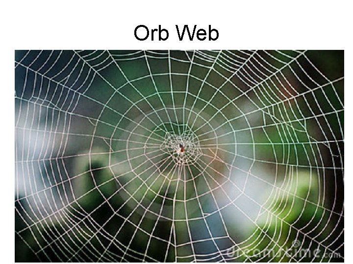 Orb Web 