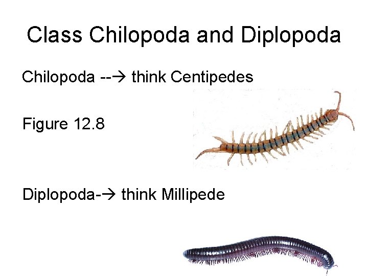 Class Chilopoda and Diplopoda Chilopoda -- think Centipedes Figure 12. 8 Diplopoda- think Millipede