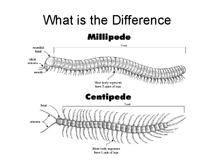 What is the Difference 