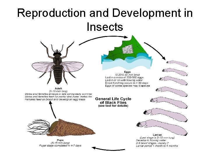 Reproduction and Development in Insects 