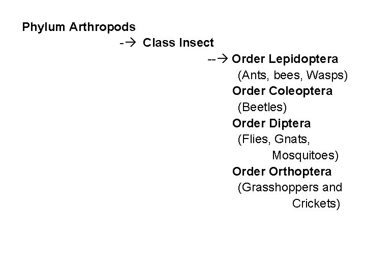 Phylum Arthropods - Class Insect -- Order Lepidoptera (Ants, bees, Wasps) Order Coleoptera (Beetles)