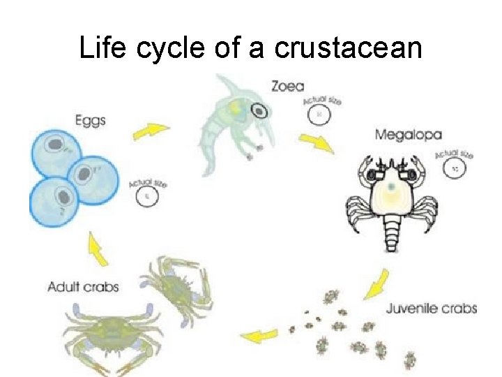 Life cycle of a crustacean 