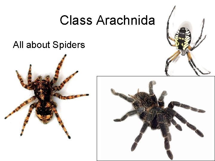 Class Arachnida All about Spiders 