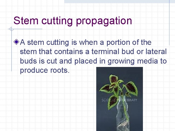 Stem cutting propagation A stem cutting is when a portion of the stem that