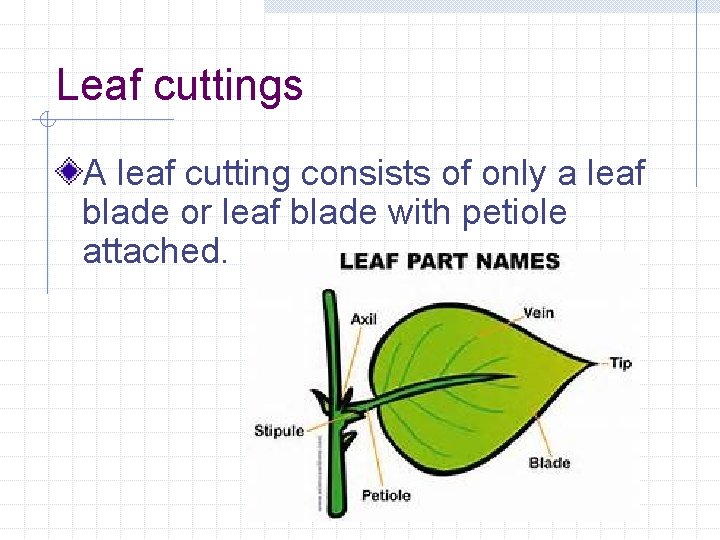 Leaf cuttings A leaf cutting consists of only a leaf blade or leaf blade