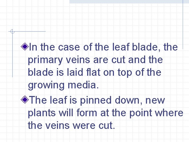 In the case of the leaf blade, the primary veins are cut and the
