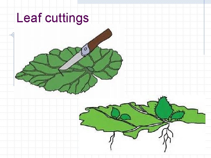 Leaf cuttings 