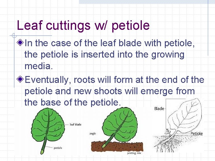 Leaf cuttings w/ petiole In the case of the leaf blade with petiole, the