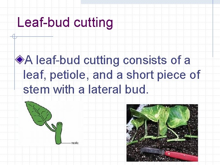 Leaf-bud cutting A leaf-bud cutting consists of a leaf, petiole, and a short piece
