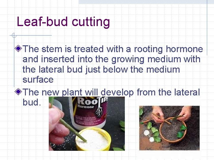 Leaf-bud cutting The stem is treated with a rooting hormone and inserted into the