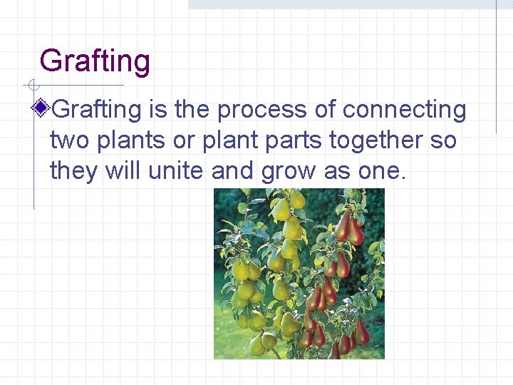 Grafting is the process of connecting two plants or plant parts together so they