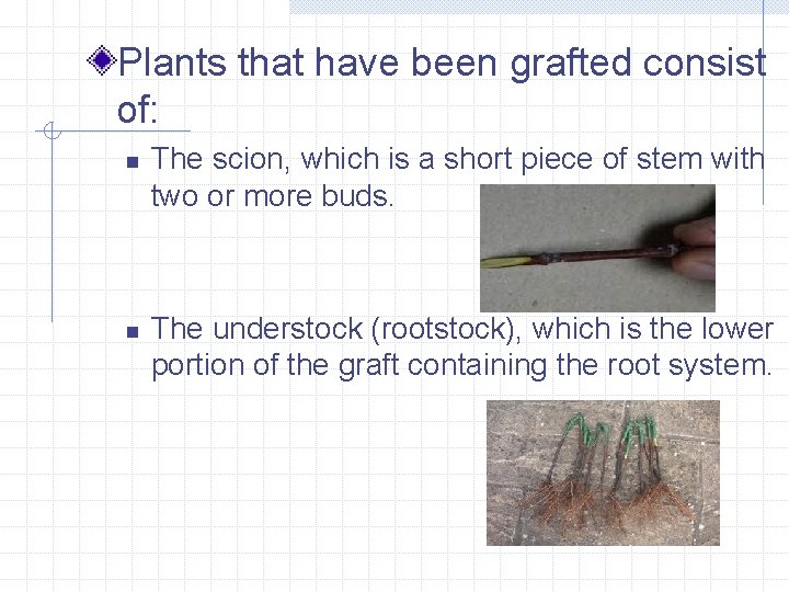 Plants that have been grafted consist of: n n The scion, which is a