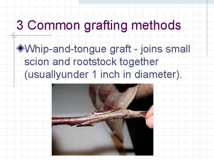 3 Common grafting methods Whip-and-tongue graft - joins small scion and rootstock together (usuallyunder