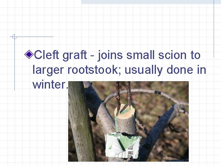 Cleft graft - joins small scion to larger rootstook; usually done in winter. 