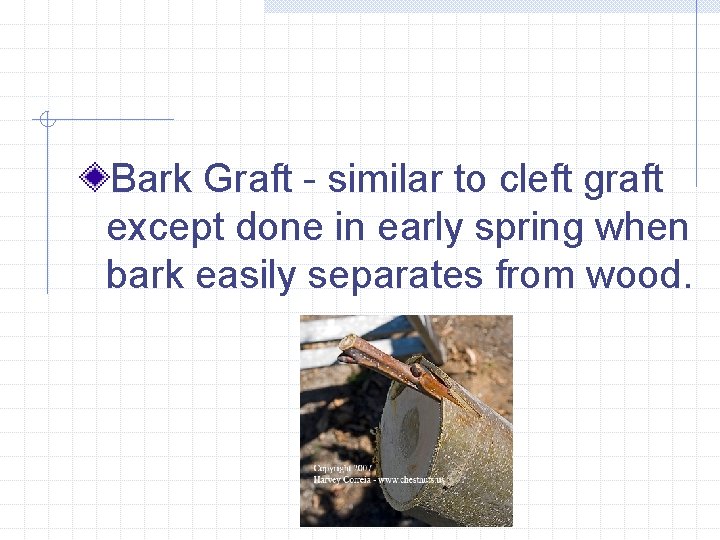 Bark Graft - similar to cleft graft except done in early spring when bark