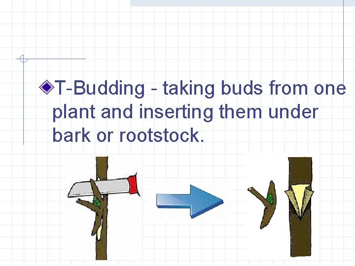 T-Budding - taking buds from one plant and inserting them under bark or rootstock.