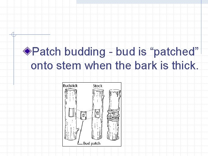 Patch budding - bud is “patched” onto stem when the bark is thick. 
