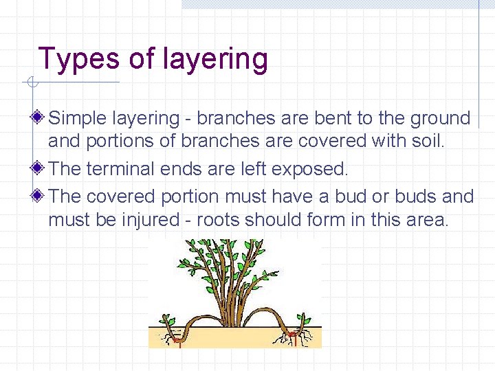 Types of layering Simple layering - branches are bent to the ground and portions