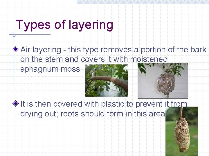 Types of layering Air layering - this type removes a portion of the bark