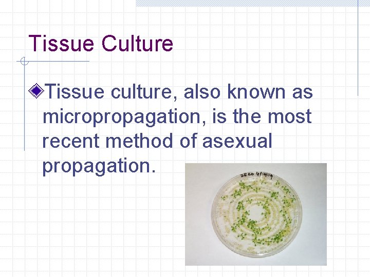 Tissue Culture Tissue culture, also known as micropropagation, is the most recent method of