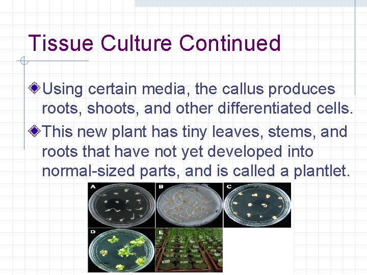 Tissue Culture Continued Using certain media, the callus produces roots, shoots, and other differentiated
