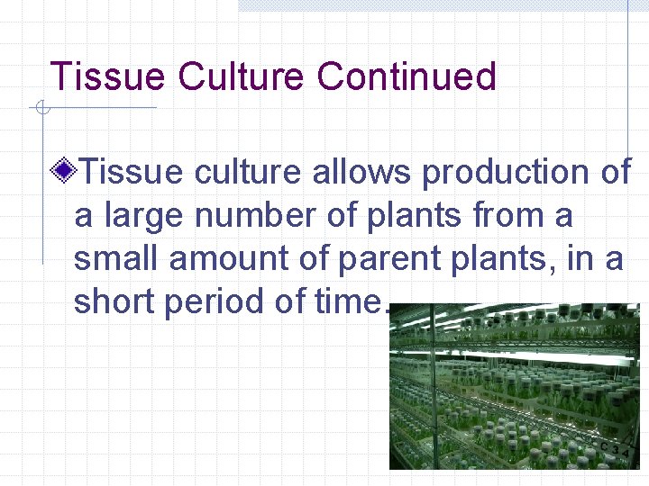 Tissue Culture Continued Tissue culture allows production of a large number of plants from