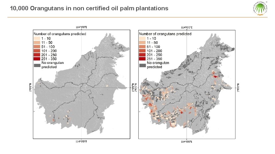 10, 000 Orangutans in non certified oil palm plantations 