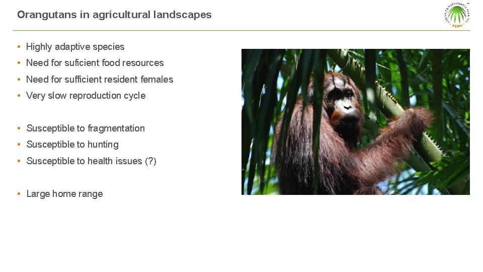 Orangutans in agricultural landscapes • Highly adaptive species • Need for suficient food resources
