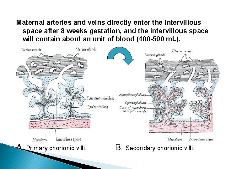 Maternal arteries and veins directly enter the intervillous space after 8 weeks gestation, and