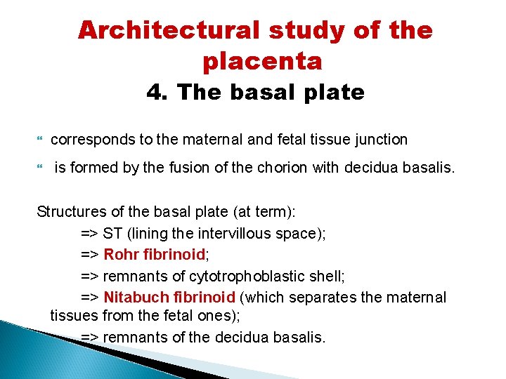 Architectural study of the placenta 4. The basal plate corresponds to the maternal and