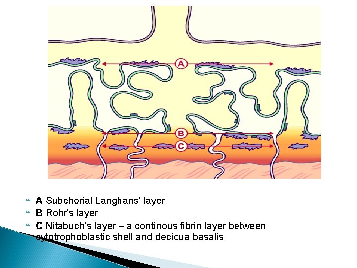  A Subchorial Langhans' layer B Rohr's layer C Nitabuch's layer – a continous