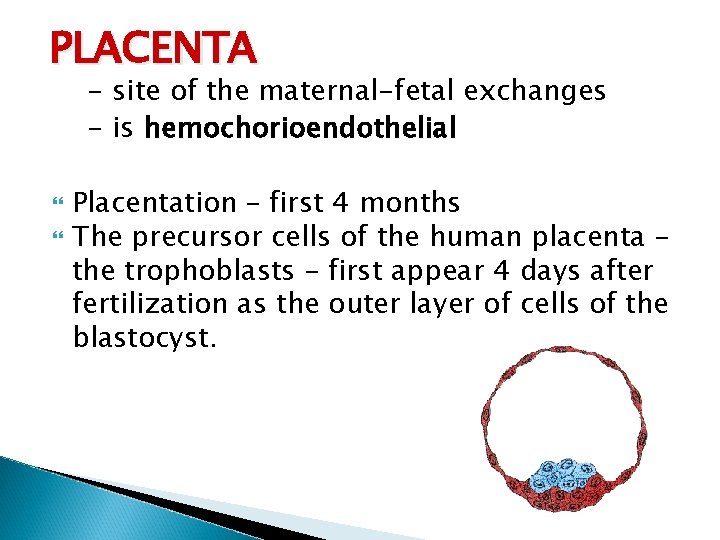 PLACENTA - site of the maternal-fetal exchanges - is hemochorioendothelial Placentation – first 4