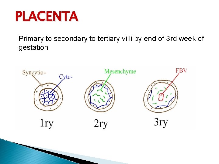 PLACENTA Primary to secondary to tertiary villi by end of 3 rd week of