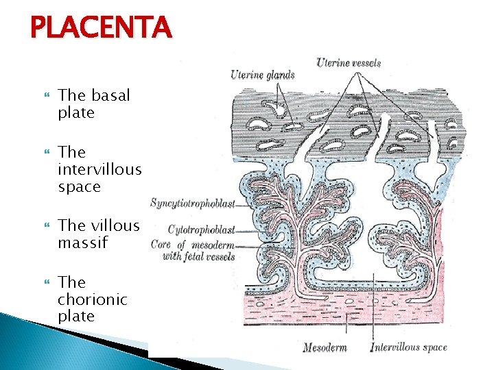 PLACENTA The basal plate The intervillous space The villous massif The chorionic plate 